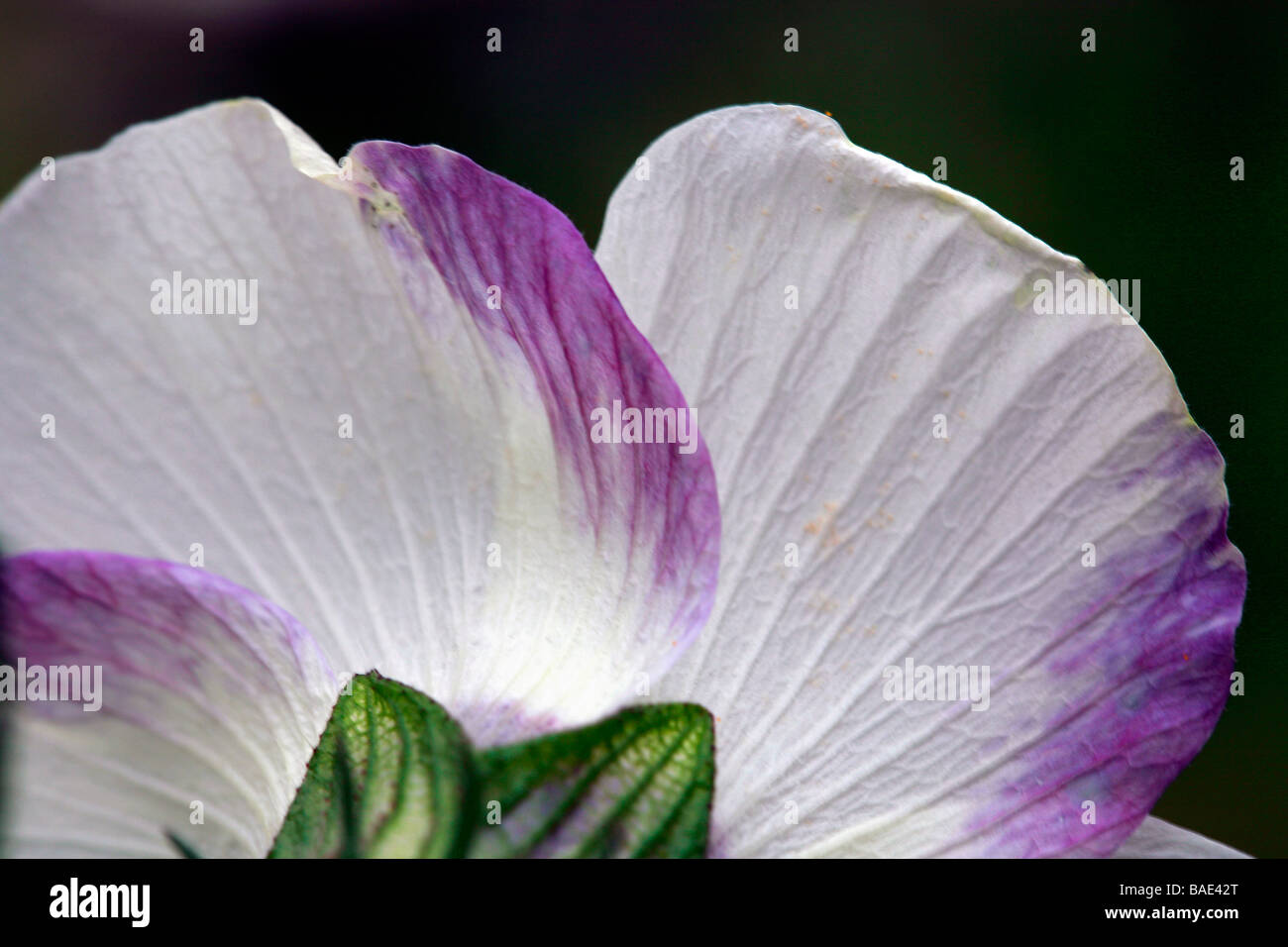 Hibiscus trionum Stock Photo