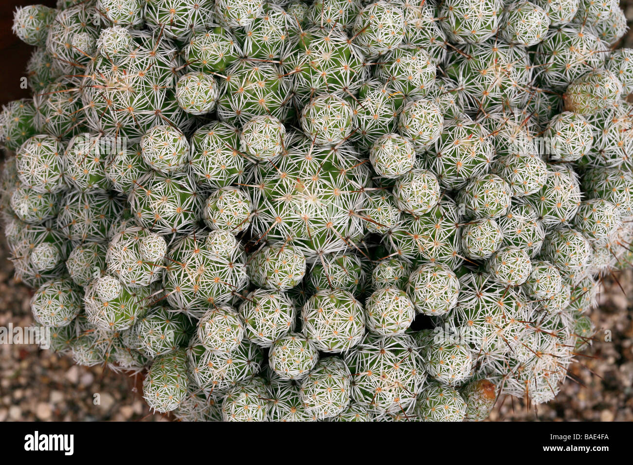 Mammillaria gracilis hi-res stock photography and images - Alamy