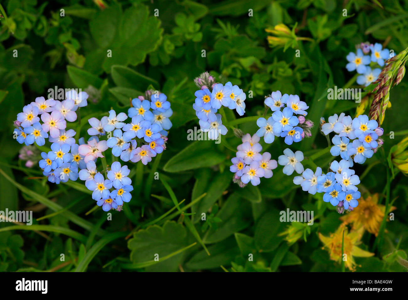 Myosotis alpestris Stock Photo