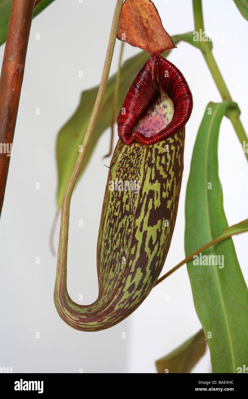 Nepenthes Stock Photo