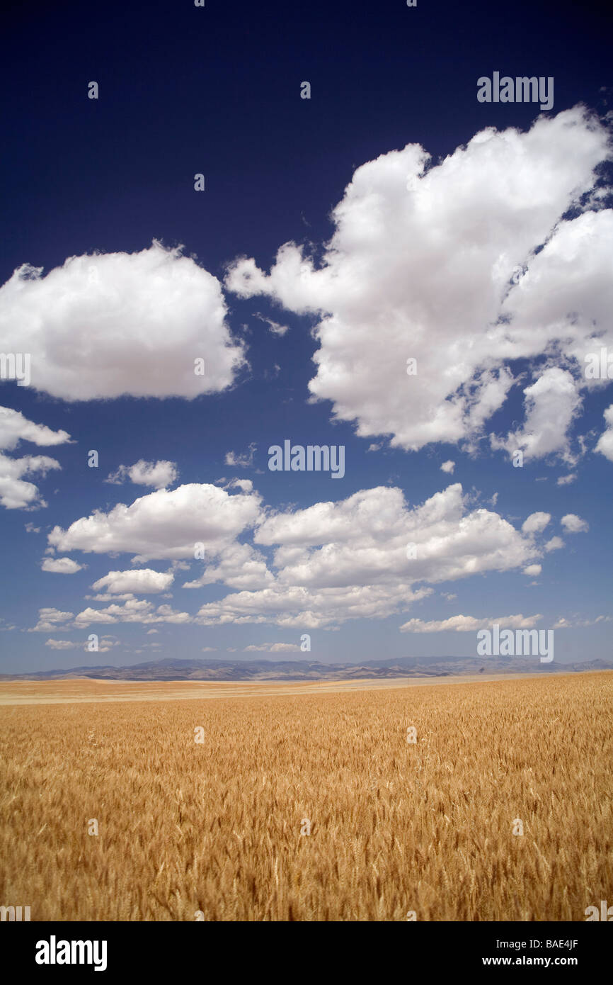 Montana Wheat High Resolution Stock Photography and Images Alamy