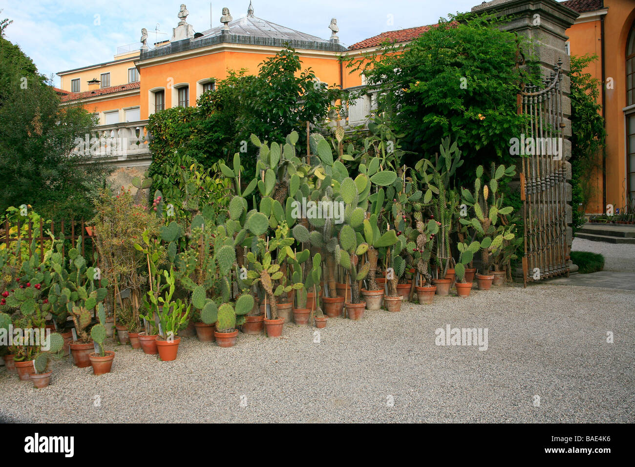 Cactus, Botanical garden, Padua, Veneto, Italy Stock Photo