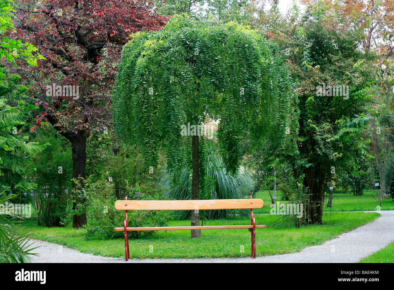 Sophora japonica Pendula, Botanical garden, Padua, Veneto, Italy Stock Photo