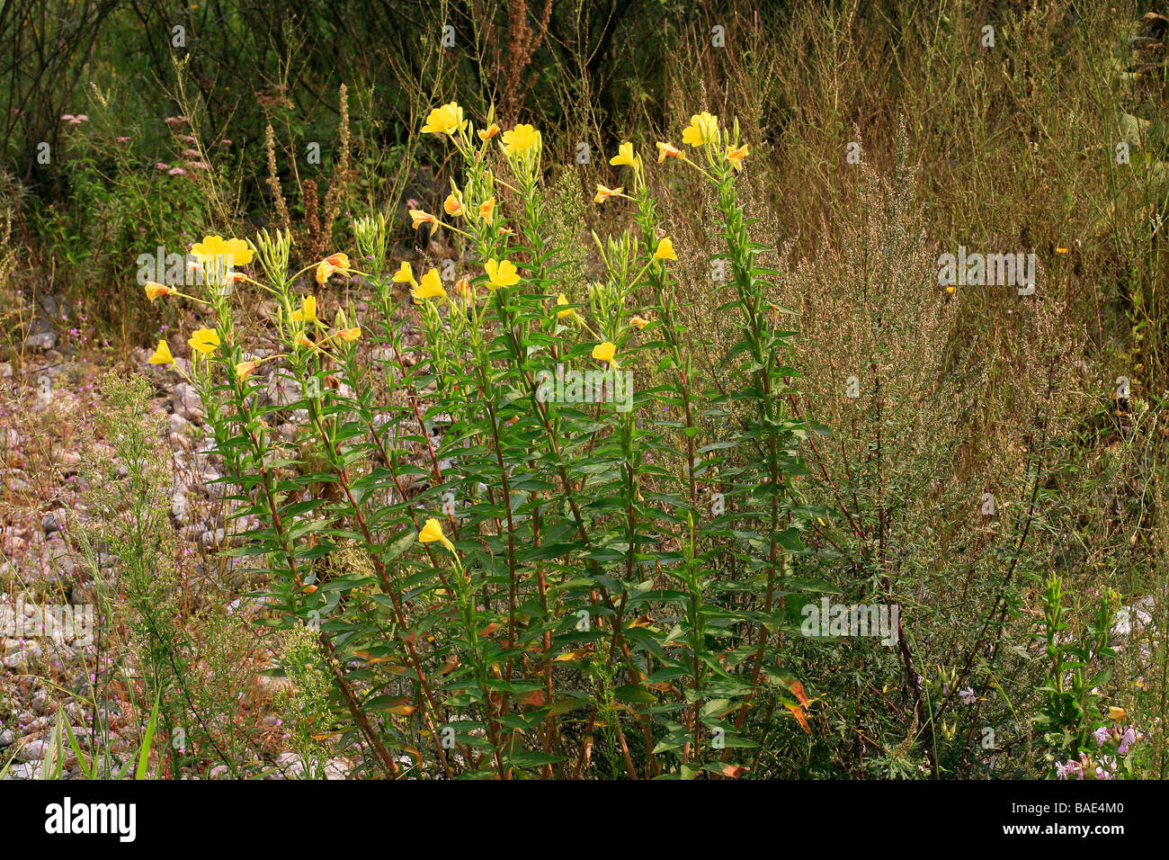 Oenothera biennis Stock Photo