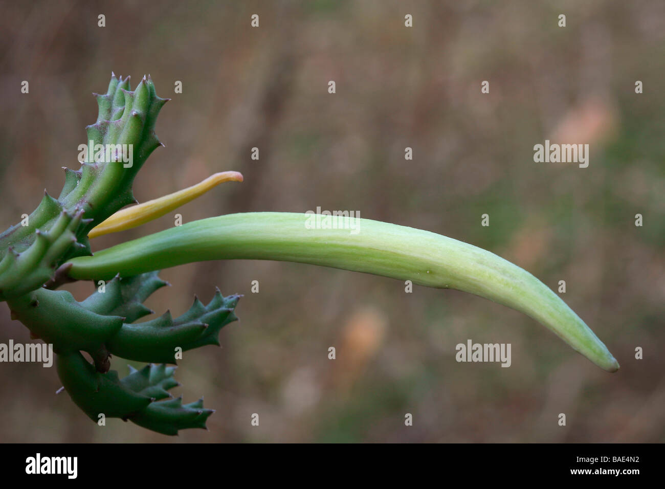 Orbea variegata Stock Photo
