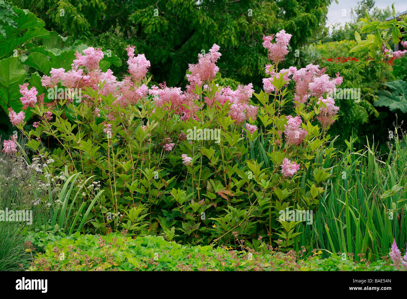 Filipendula rubra Stock Photo