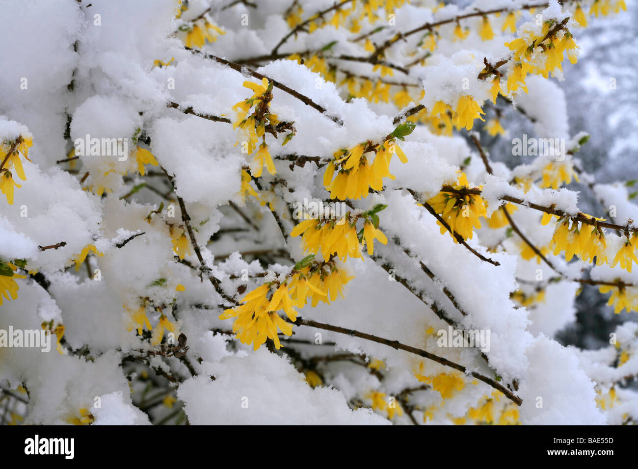 30+ Forsythie Im Winter, In der regel sind die.