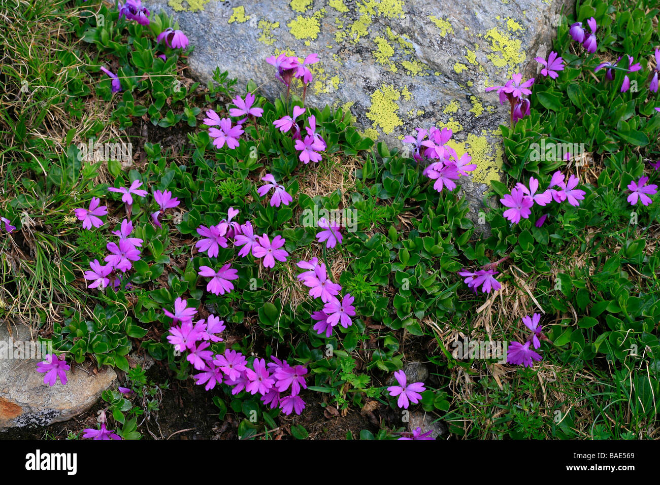 Primula integrifolia Stock Photo