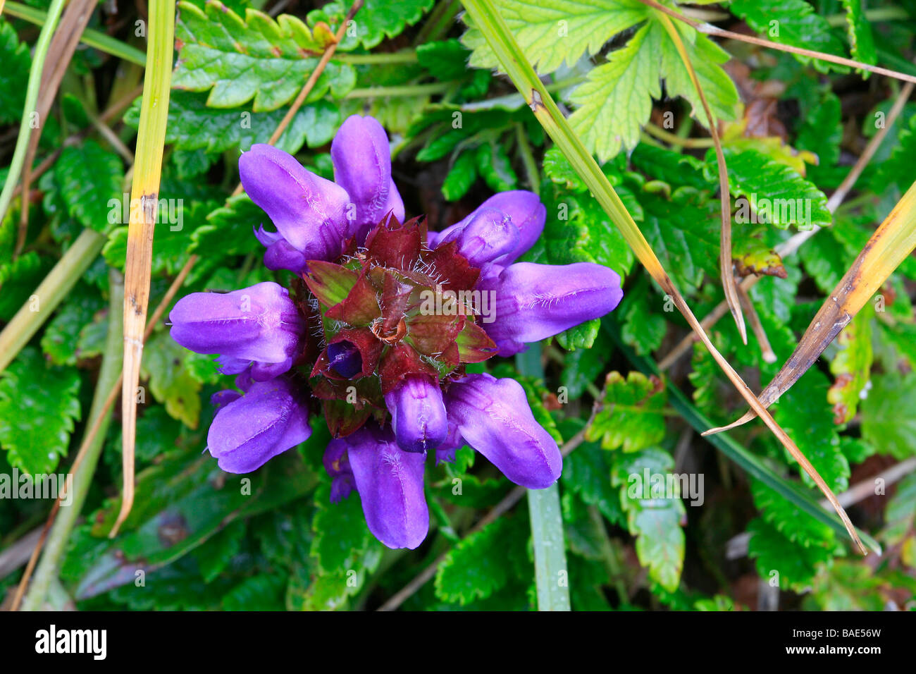 Prunella grandiflora Stock Photo