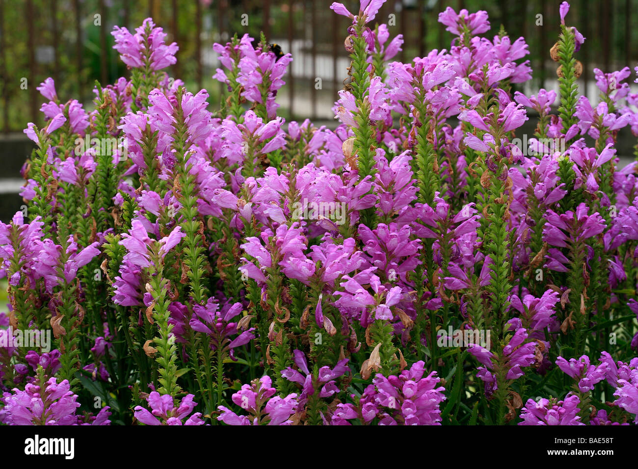 Physostegia virginiana Stock Photo Alamy