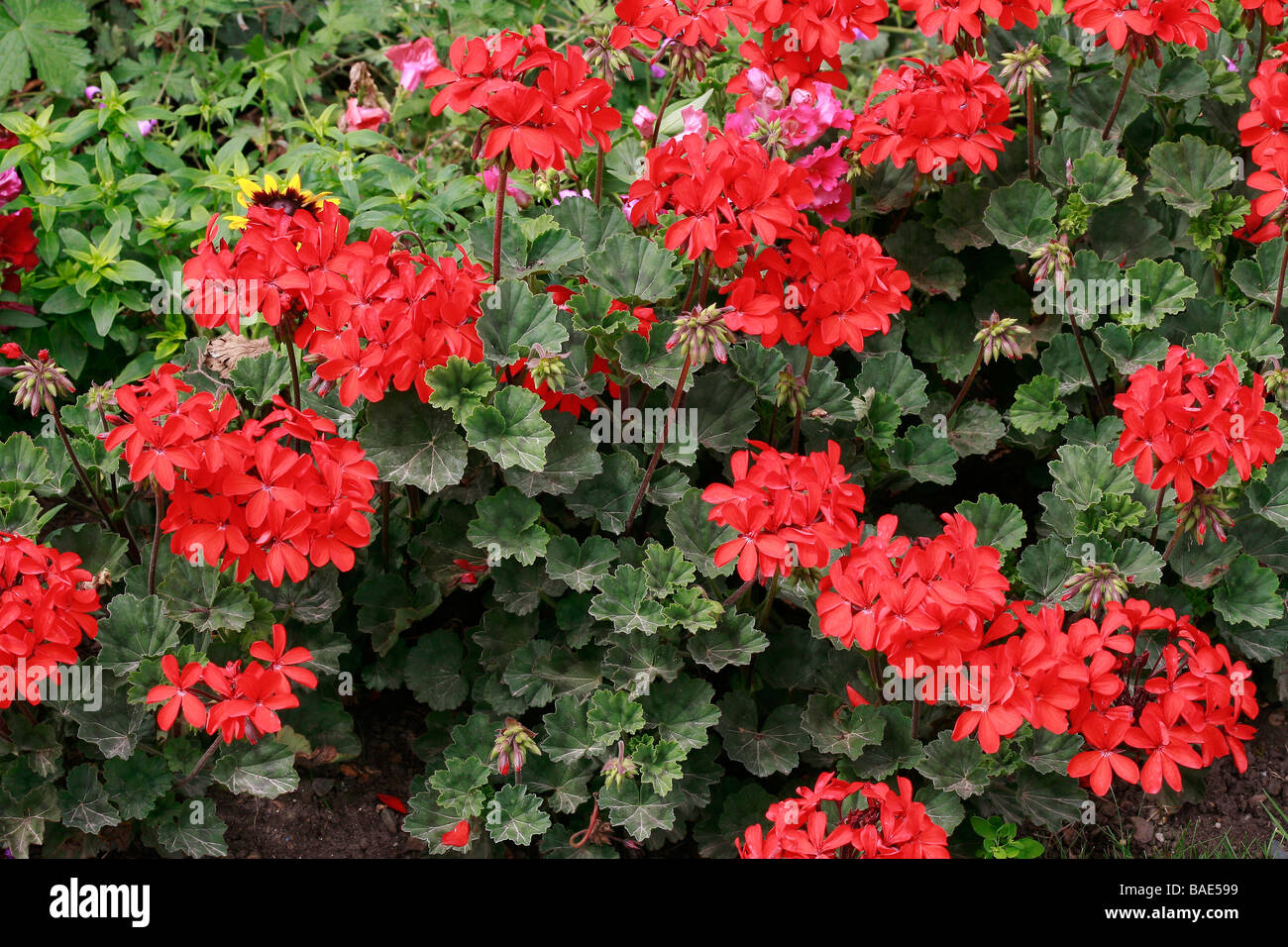 Pelargonium zonale A Happy Thought Stock Photo - Alamy