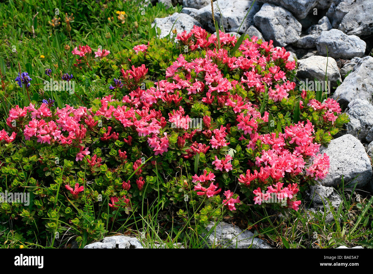Rhododendron hirsutum Stock Photo