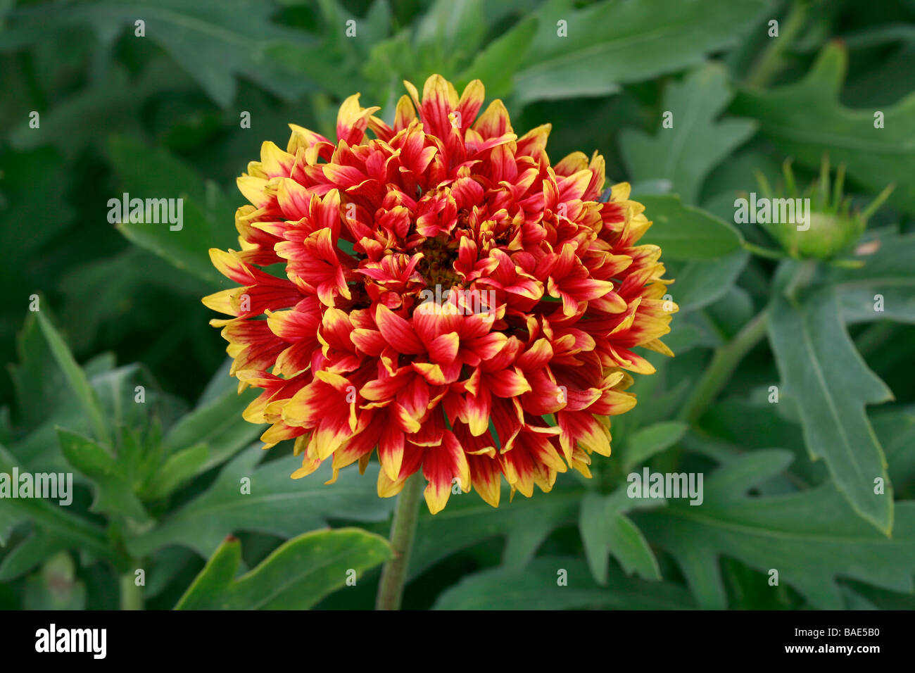 Gaillardia razzle dazzle hires stock photography and images Alamy