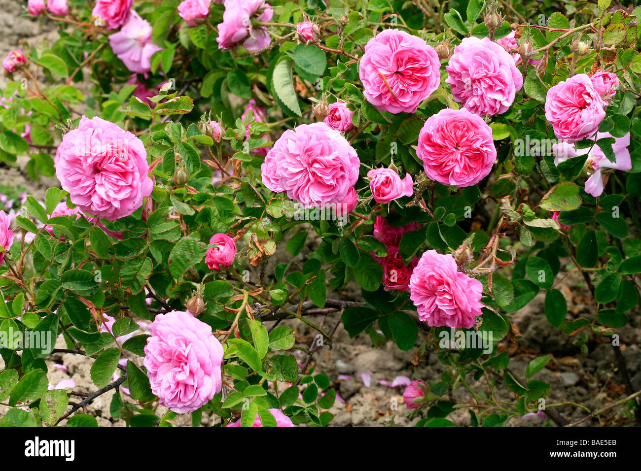 Gallica rose hi-res stock photography and images - Alamy