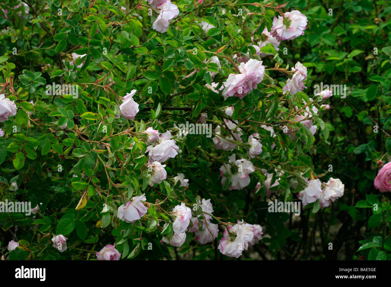 Rosa damascena Blush Damask Stock Photo - Alamy
