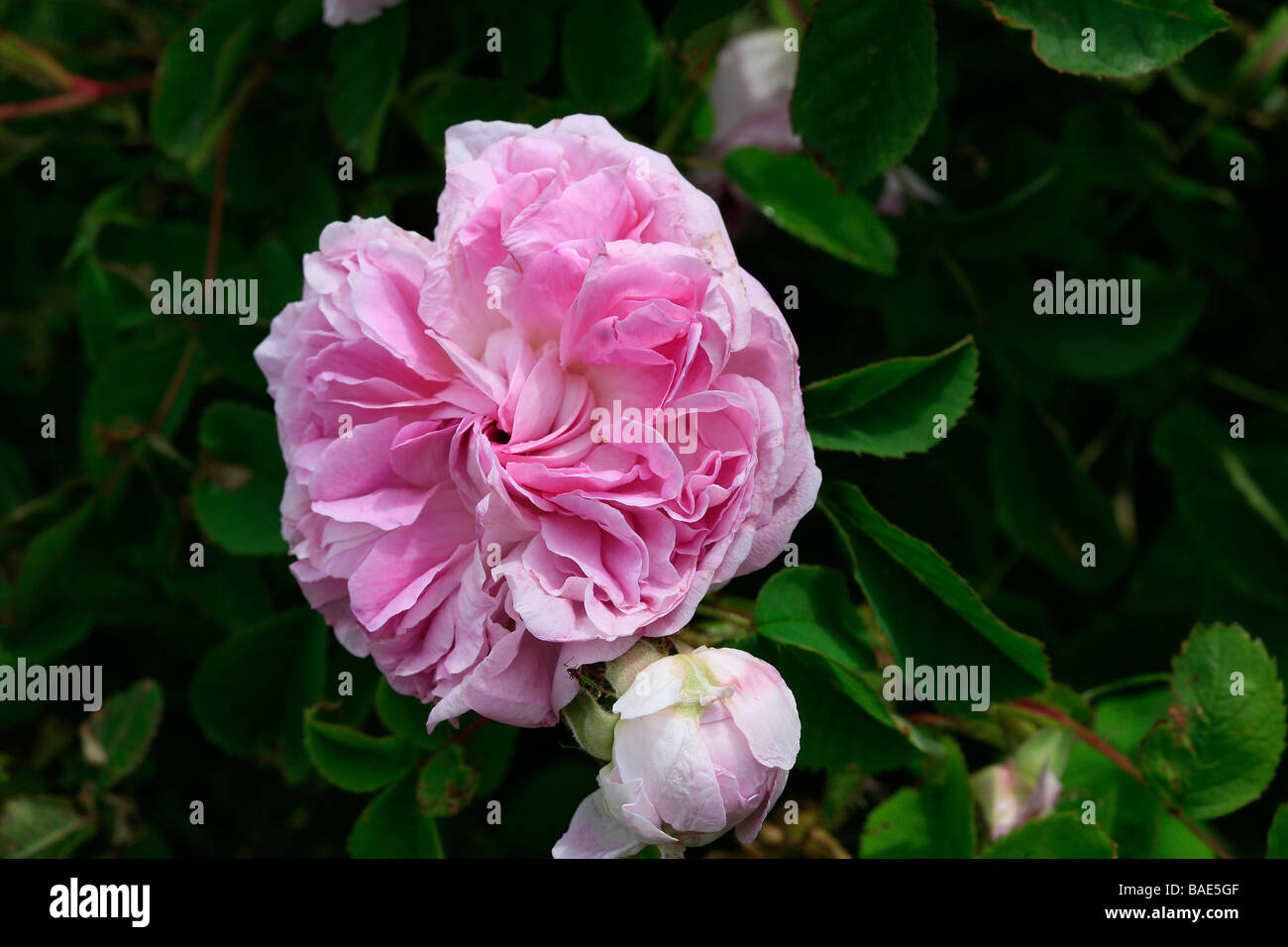 Rosa damascena Blush Damask Stock Photo