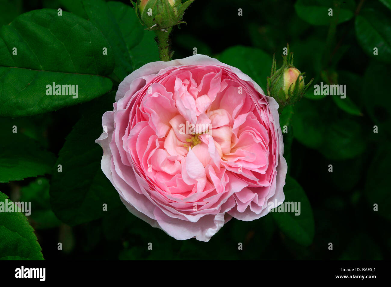 Portland rose 'Comte de Chambord' Stock Photo