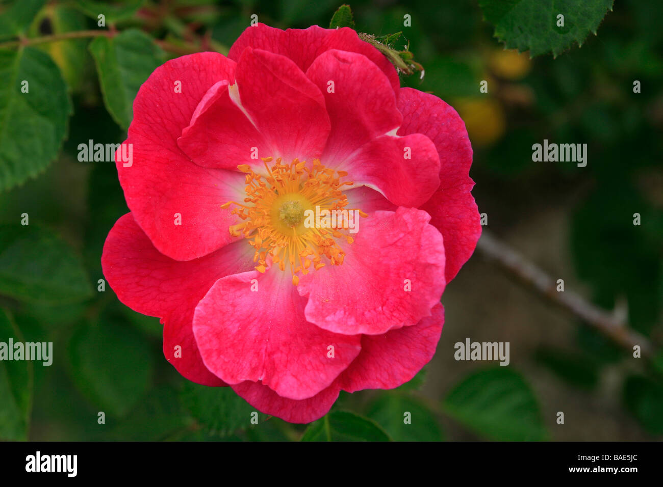 Rose "Amy Robsart Stock Photo - Alamy
