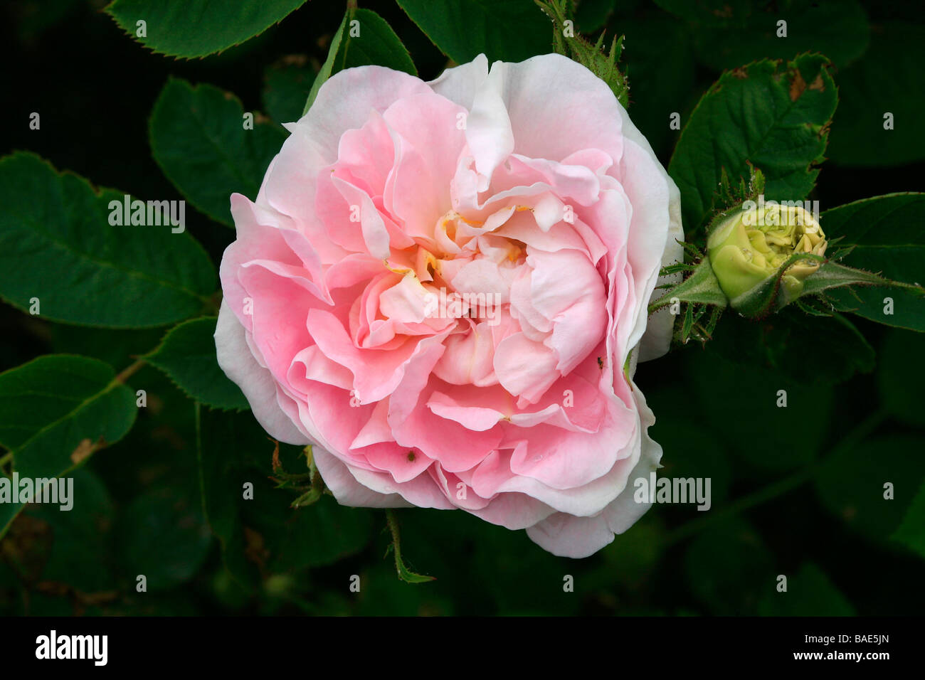 Rosa alba 'Maiden's Blush, Great' Stock Photo