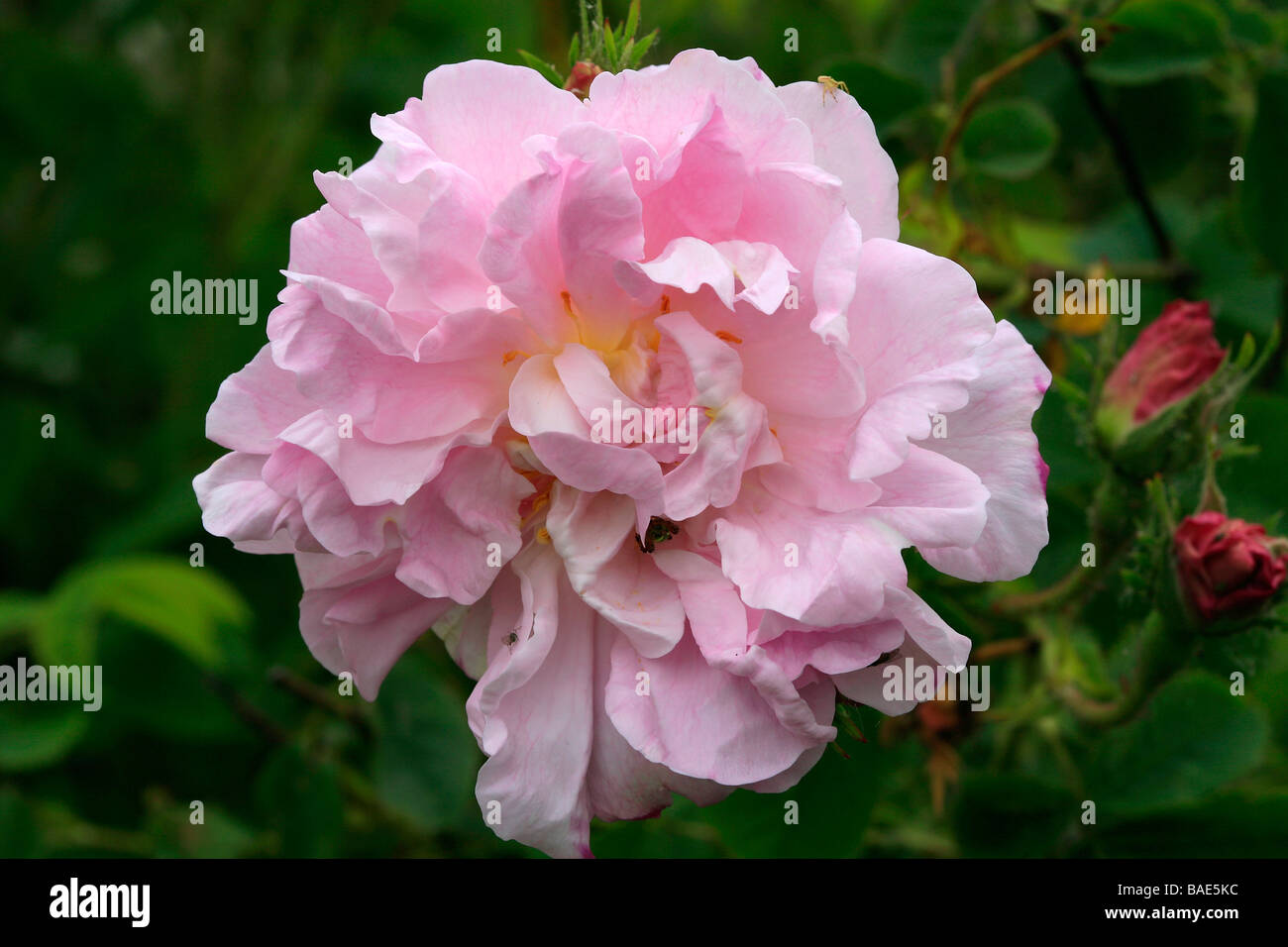Rosa damascena "Amelia", damask rose Stock Photo Alamy