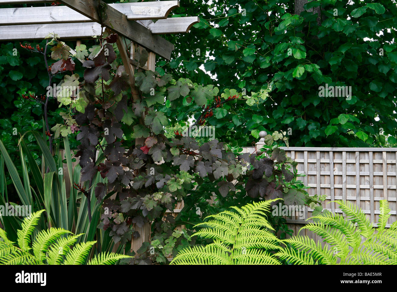 Vitis vinifera purpurea Stock Photo