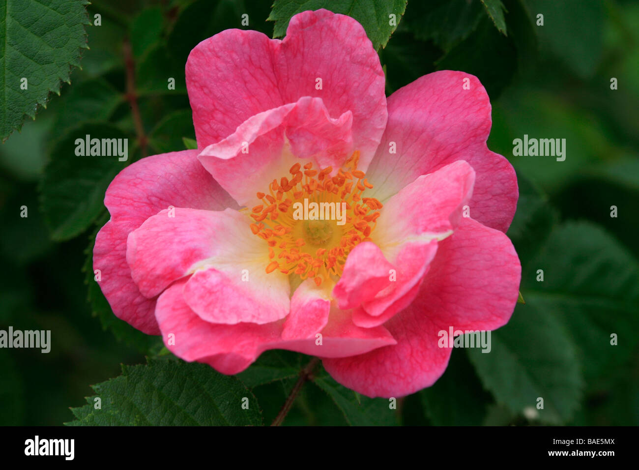 Rosa 'Flora McIvor', hybrid Stock Photo
