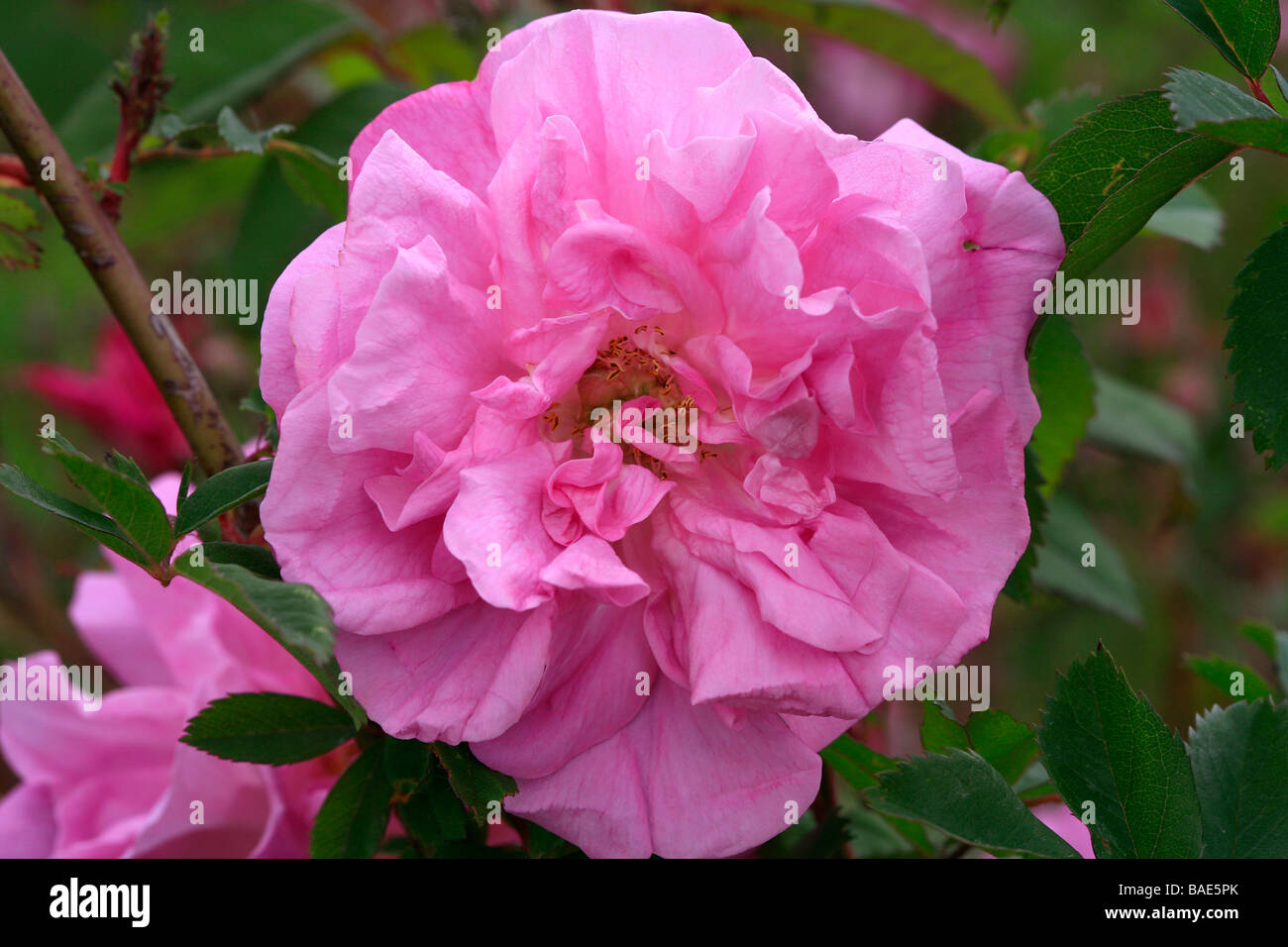 Rosa rambler "Morletti Stock Photo - Alamy
