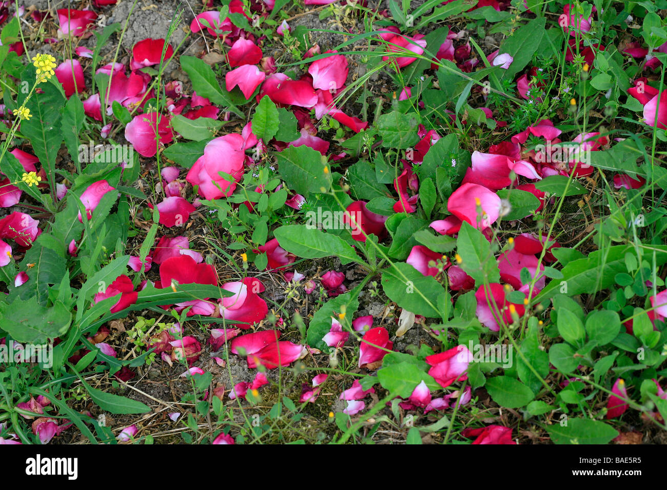 Rose petals in hi-res stock photography and images - Alamy