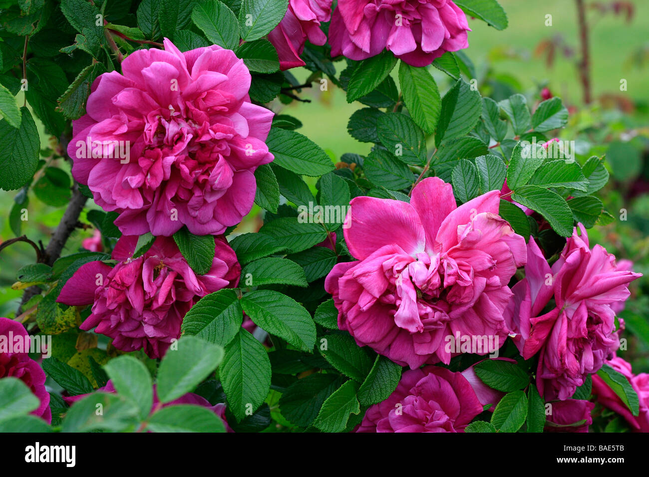 Rosa rugosa "Roseraie de l'Hay Stock Photo - Alamy