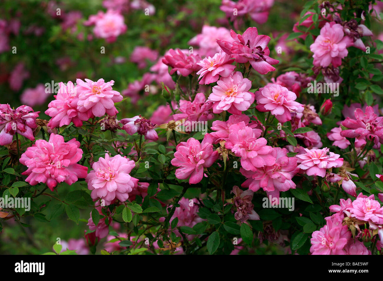 Rosa chinensis "Pompon de Paris Stock Photo - Alamy