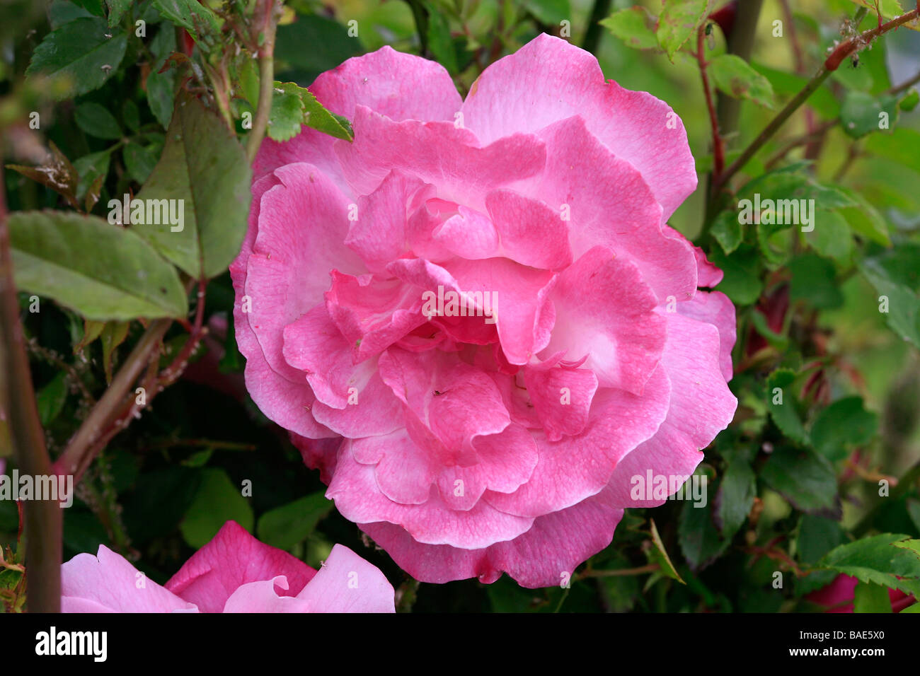 Rosa chinensis "Old Blush" Stock Photo