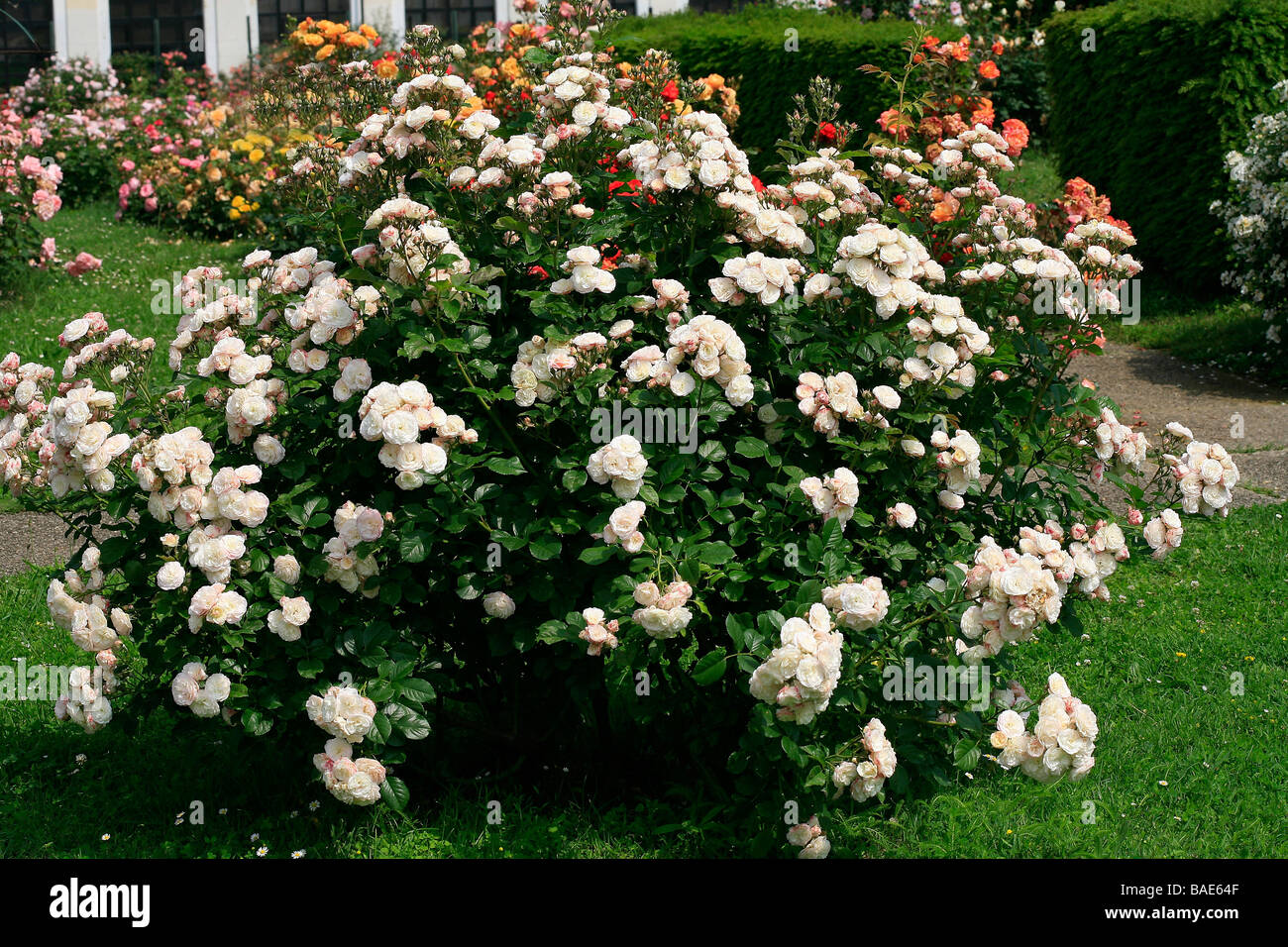 Rosa moschata "Bouquet Parfait Stock Photo - Alamy