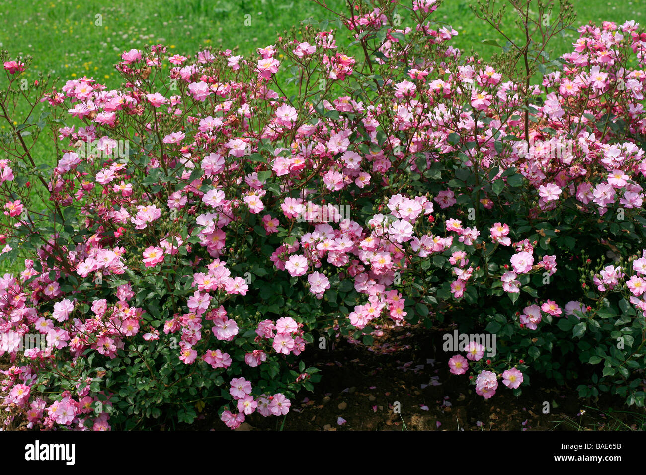 Rosa moderna "Lavender Dream Stock Photo - Alamy