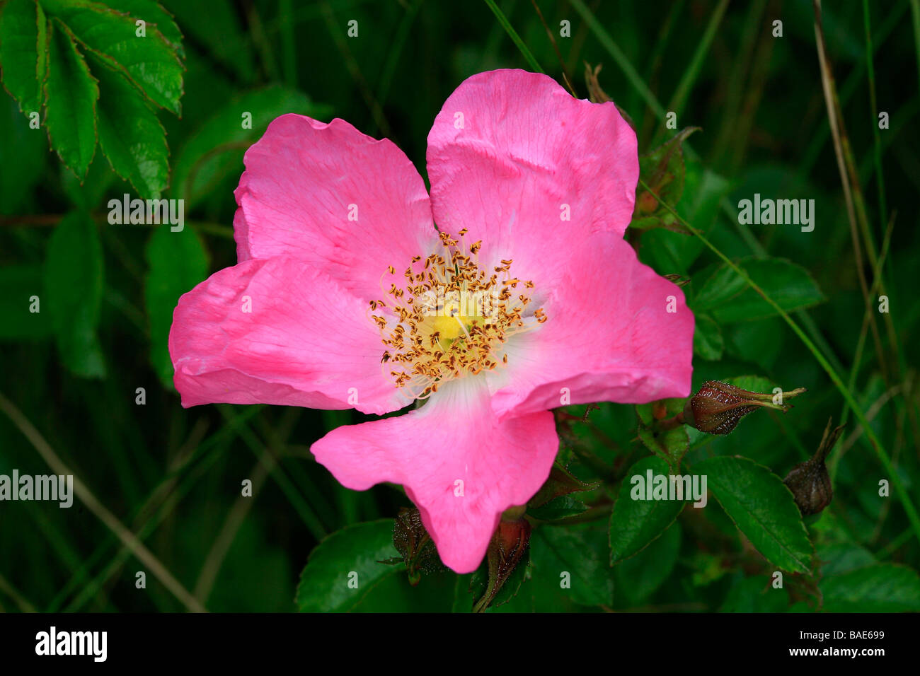 Rosa max graf hi-res stock photography and images - Alamy
