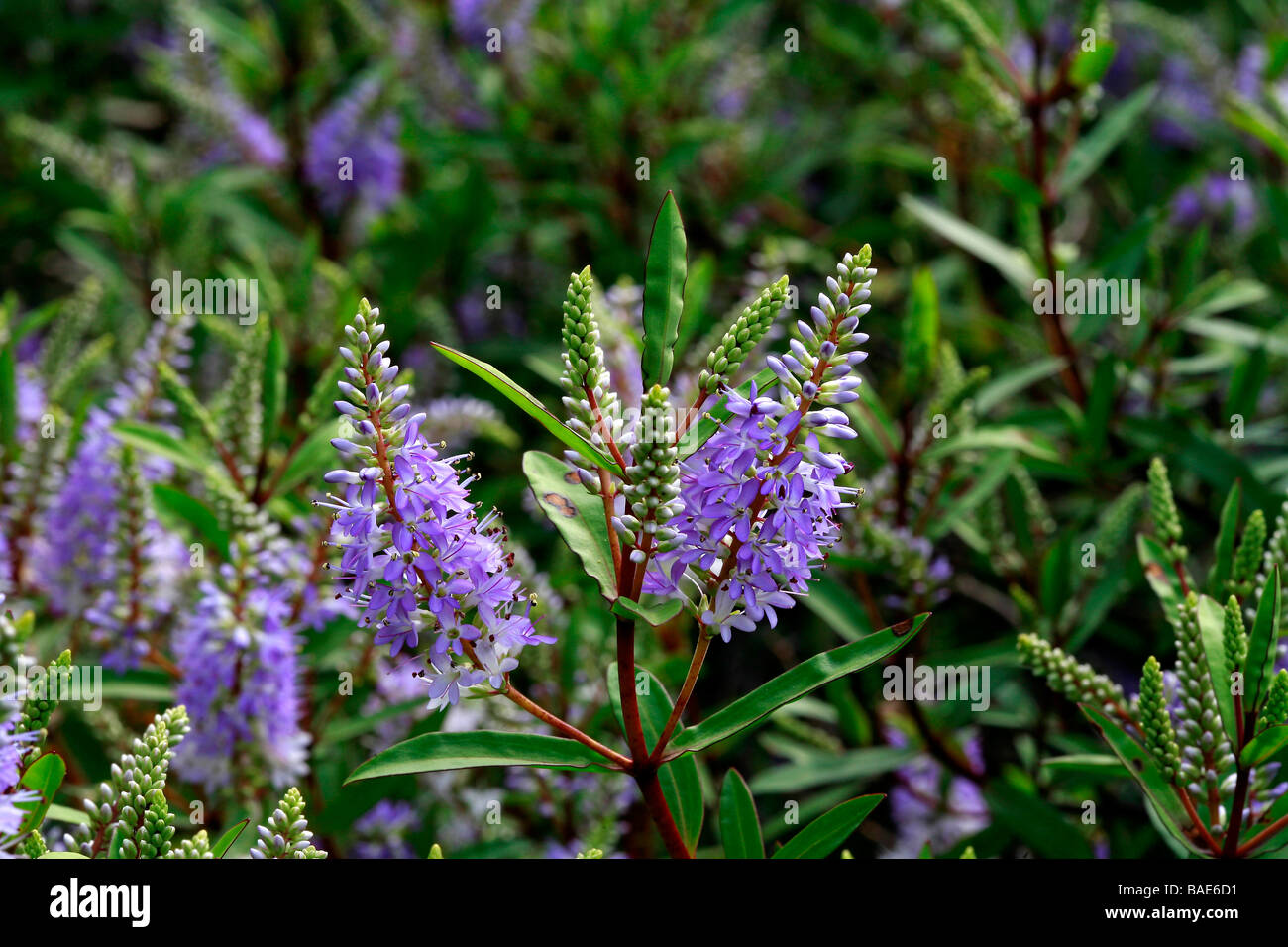Hebe Bicolor Wand Stock Photo
