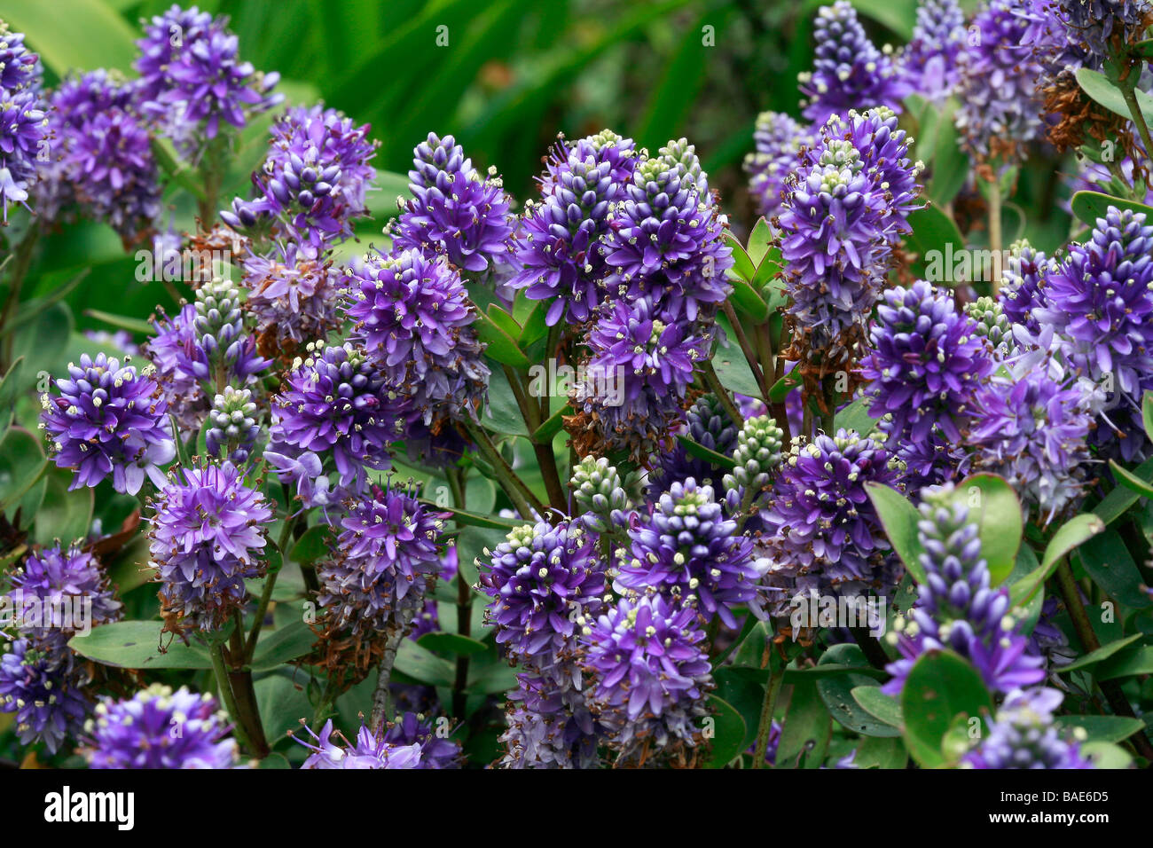 Hebe Autumn Glory Stock Photo Alamy hebe-autumn-glory-stock-photo-alamy