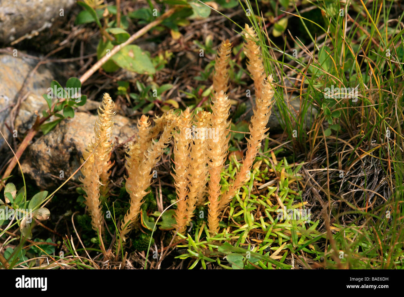 Selaginella selaginoides Stock Photo 23669341 Alamy