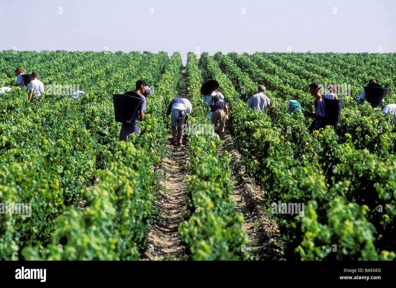 France, Gironde, Bordeaux vineyard, manual grape harvest in front of Chateau Haut Brion and