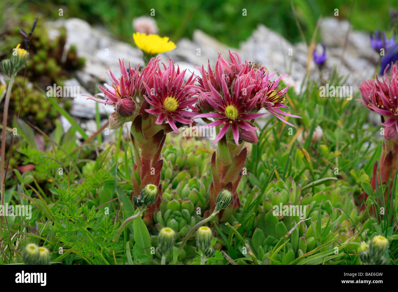 Sempervivum montanum Stock Photo