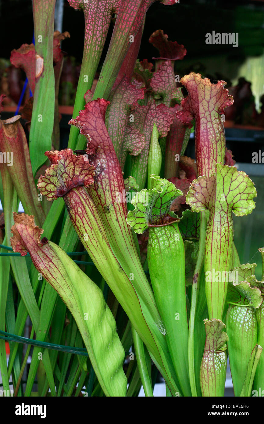 Sarracenia x mitchelliana Stock Photo Alamy