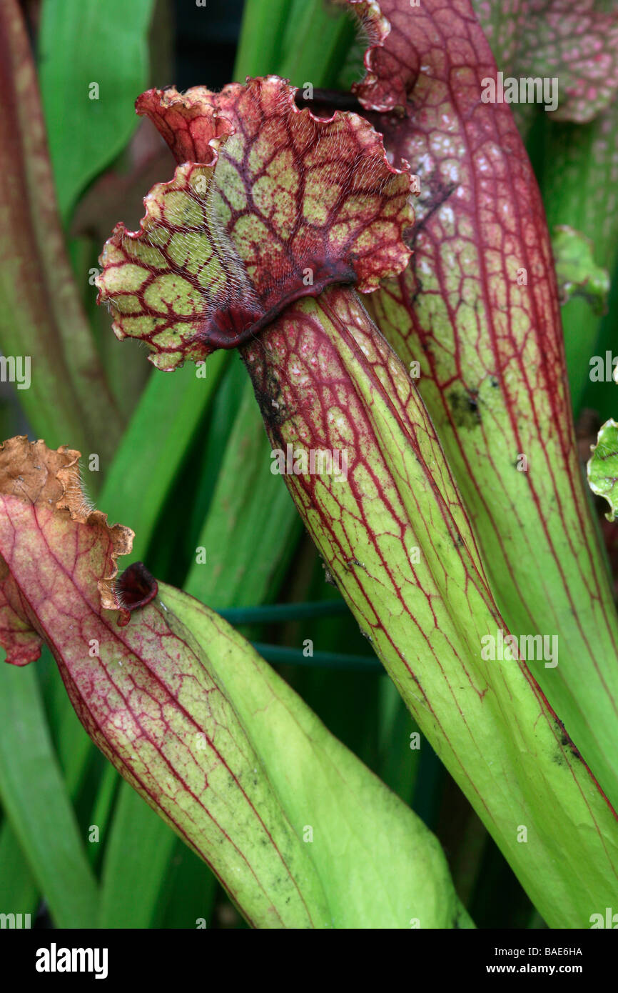 Sarracenia x mitchelliana Stock Photo Alamy