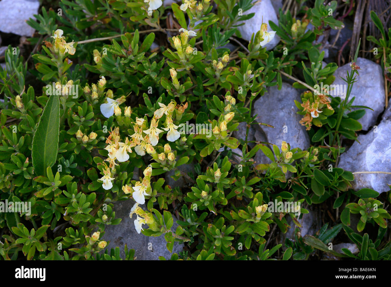 Teucrium montanum Stock Photo
