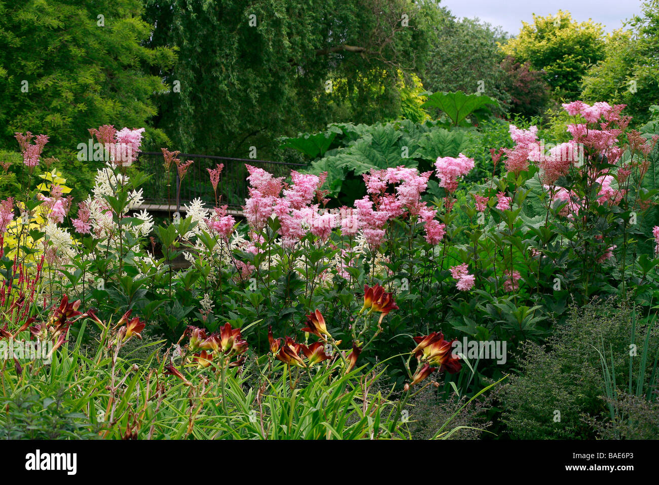 Filipendula rubra, Hemerocallis and Gunnera Stock Photo