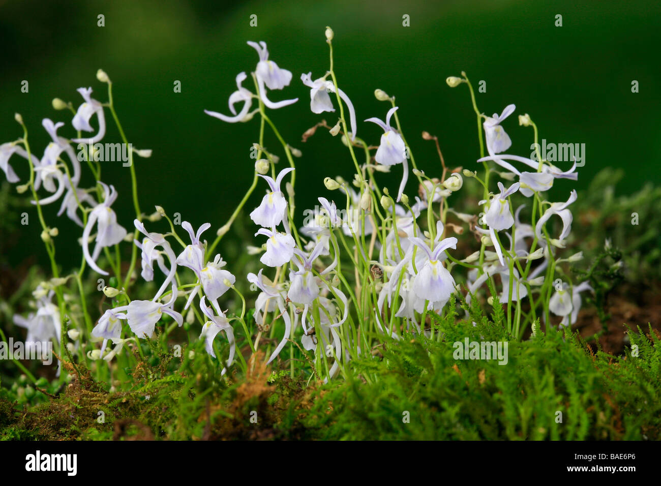 Utricularia sandersonii Stock Photo