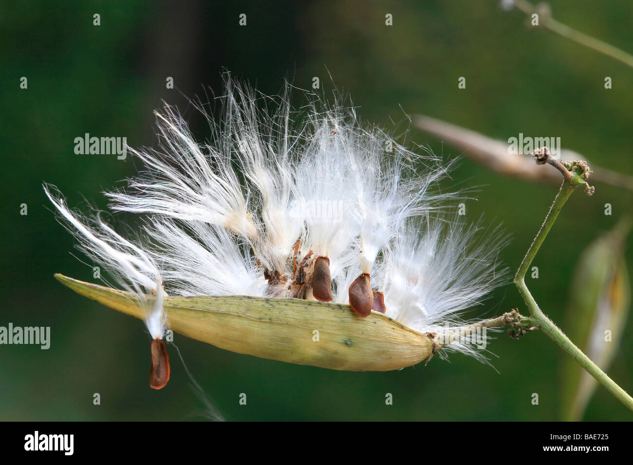 Vincetoxicum hirundinaria, seeds Stock Photo