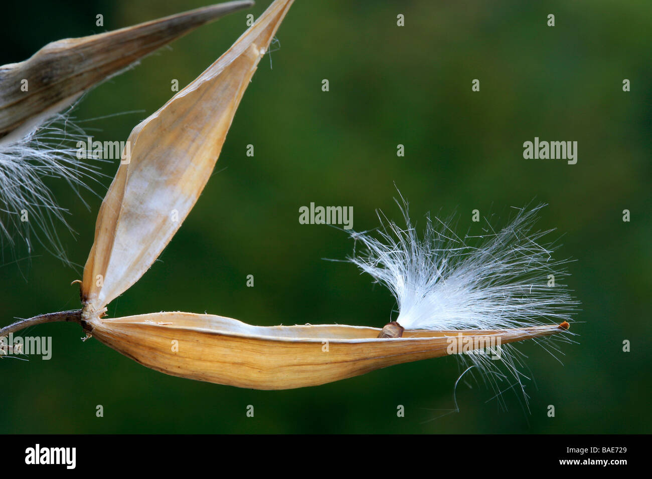 Vincetoxicum hirundinaria, seeds Stock Photo