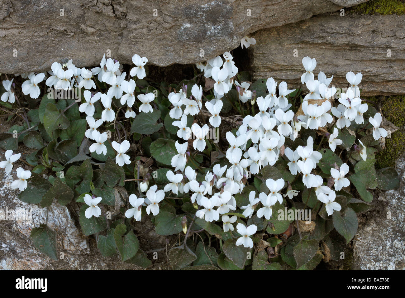 Viola alba Stock Photo