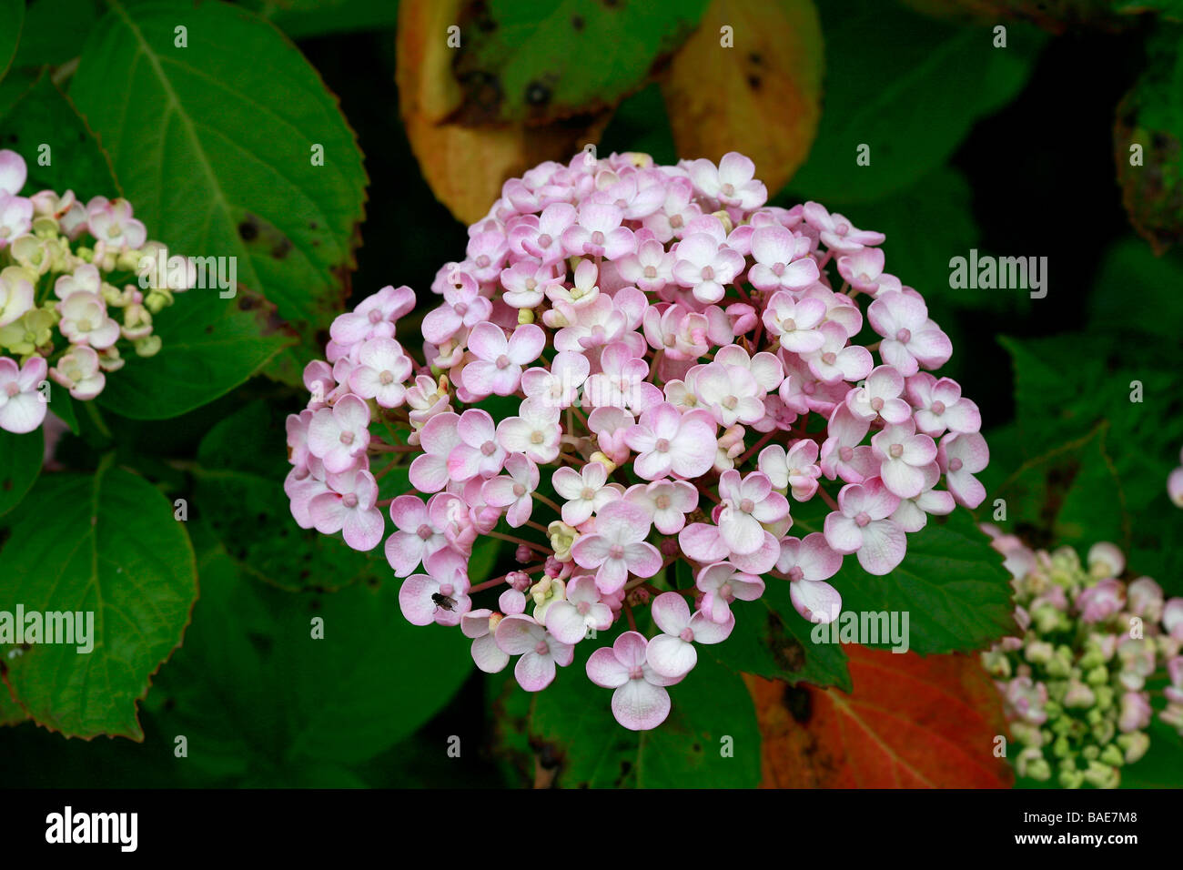 Hydrangea macrophylla Ayesha Stock Photo - Alamy