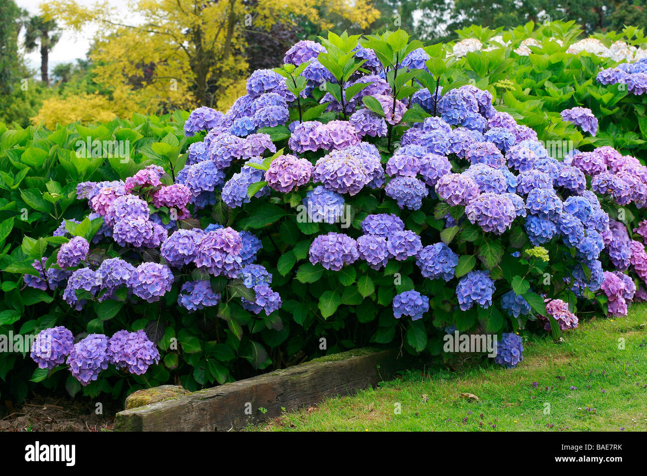 Hydrangea macrophylla Hamburg Stock Photo