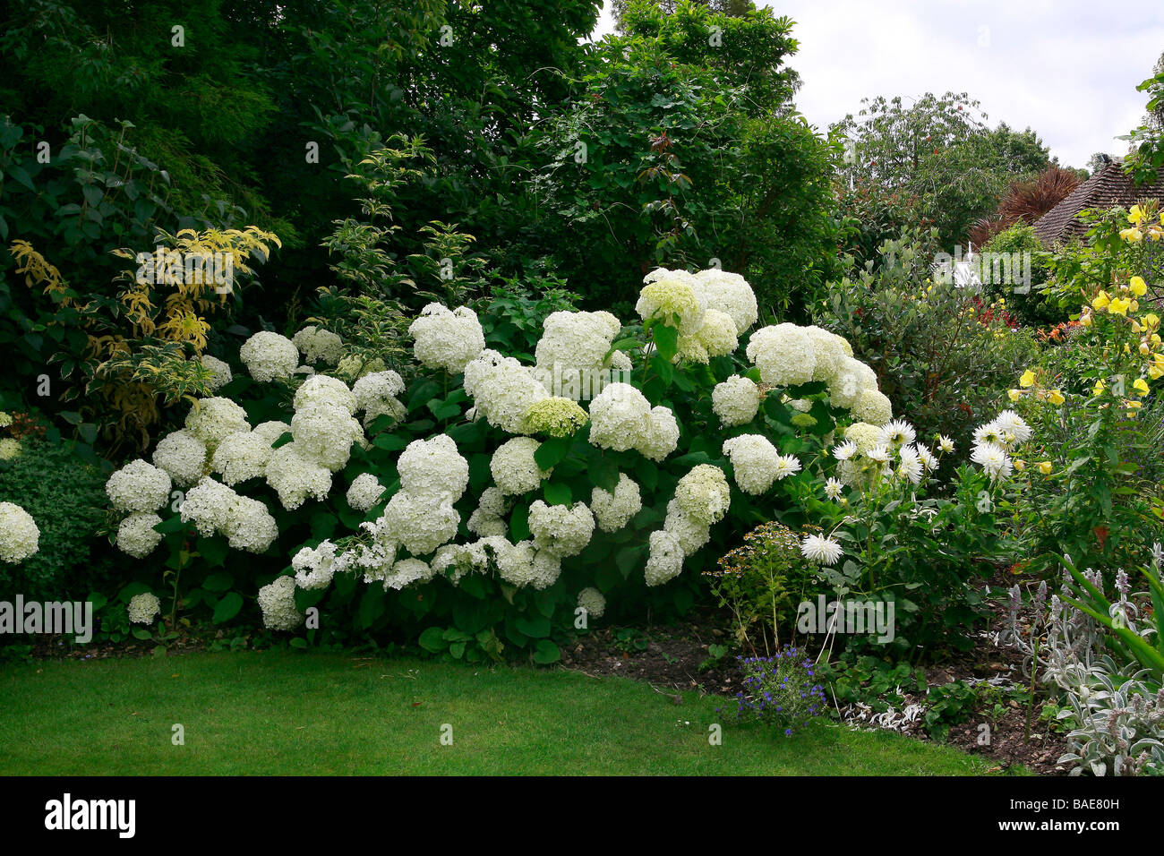 Hydrangea arborescens 'Annabelle' Stock Photo